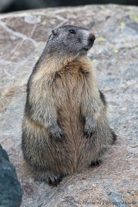 Marmotte 4533_wm.jpg - Marmotte qui guette (Grimentz, Valais, Suisse, septembre 2009)